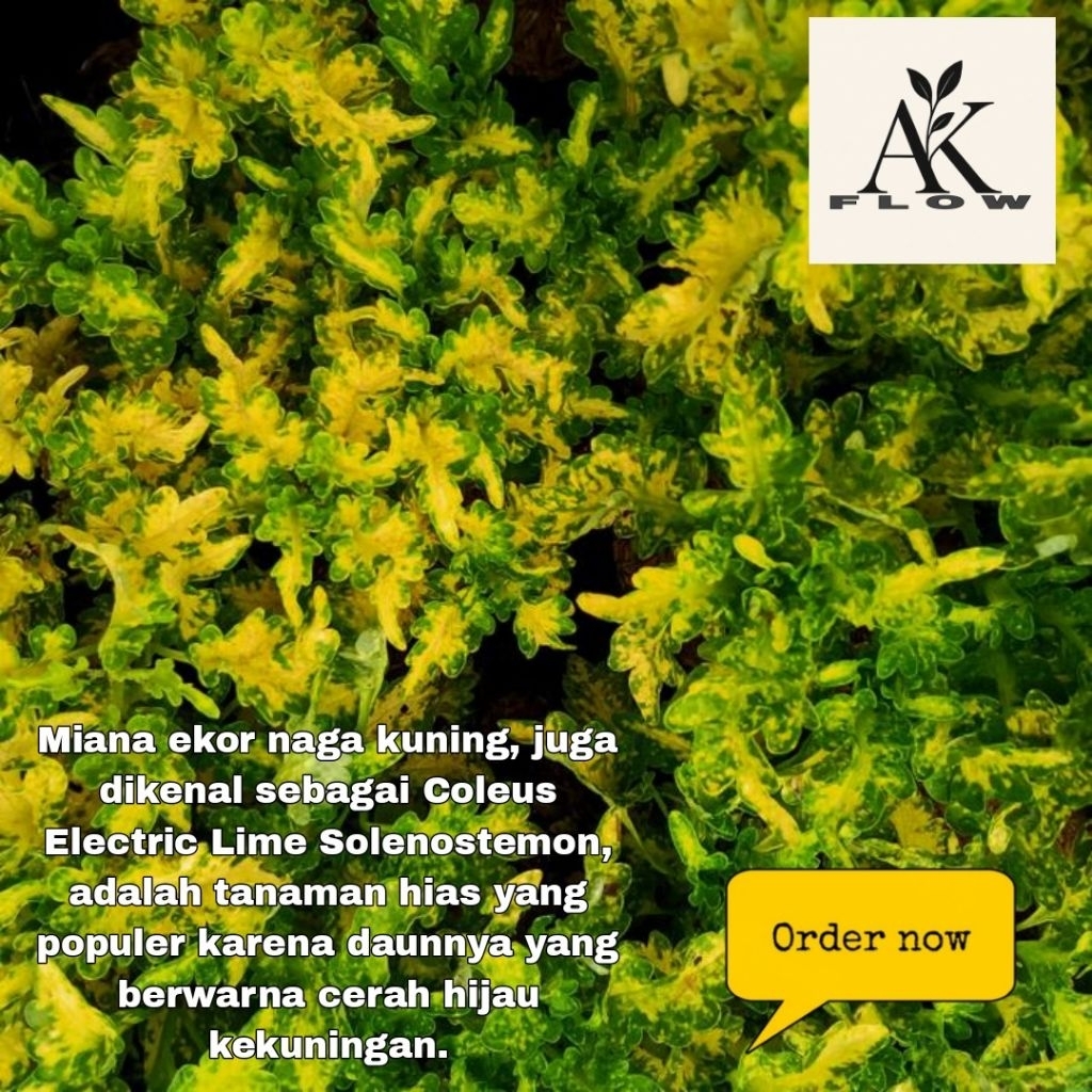 TANAMAN HIAS MIANA EKOR NAGA KUNING / JAWER KOTOK / COLEUS / ILER / RIMBUN