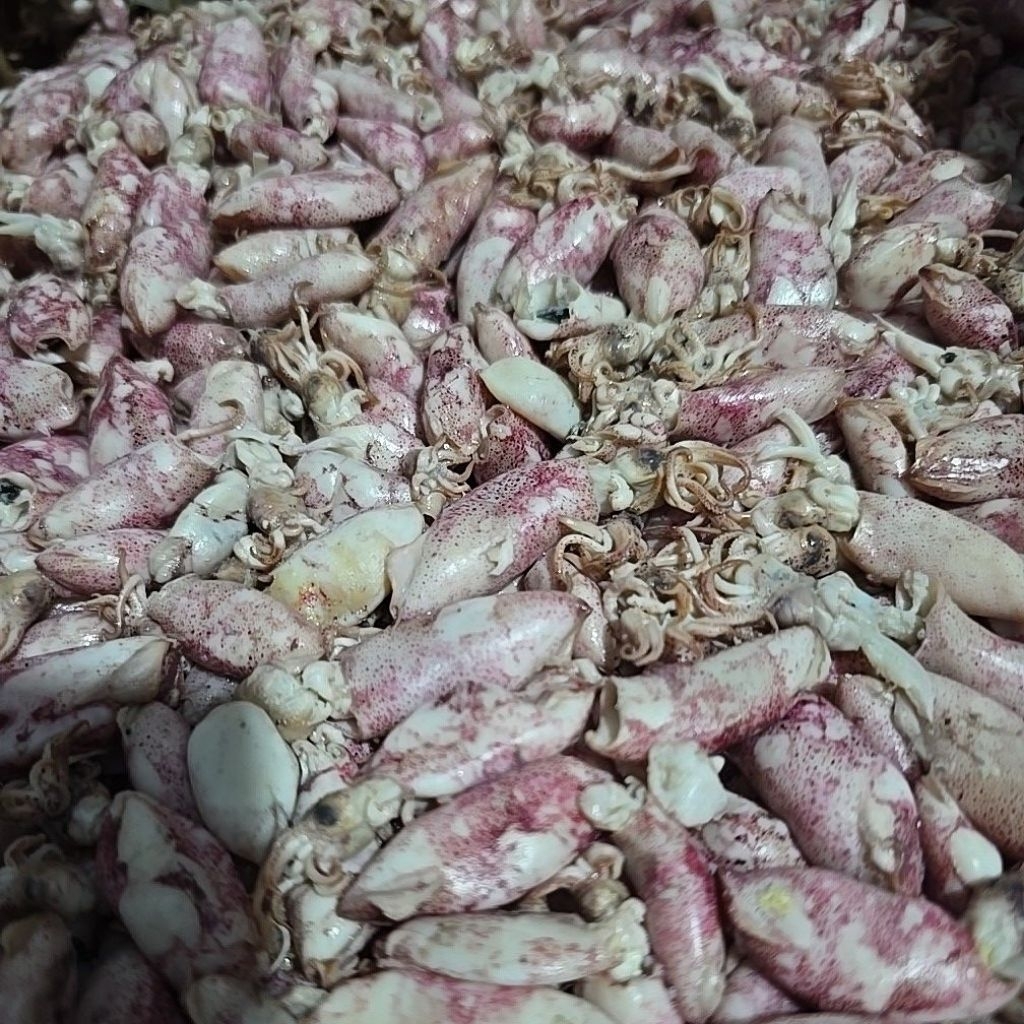 

BABY CUMI ASIN FRESH UKURAN 3-5CM