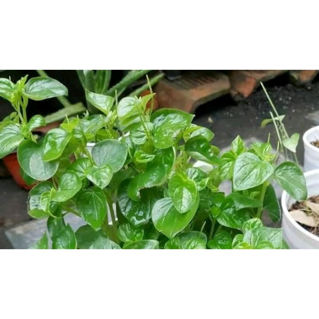 

sirih cina 250 gram
