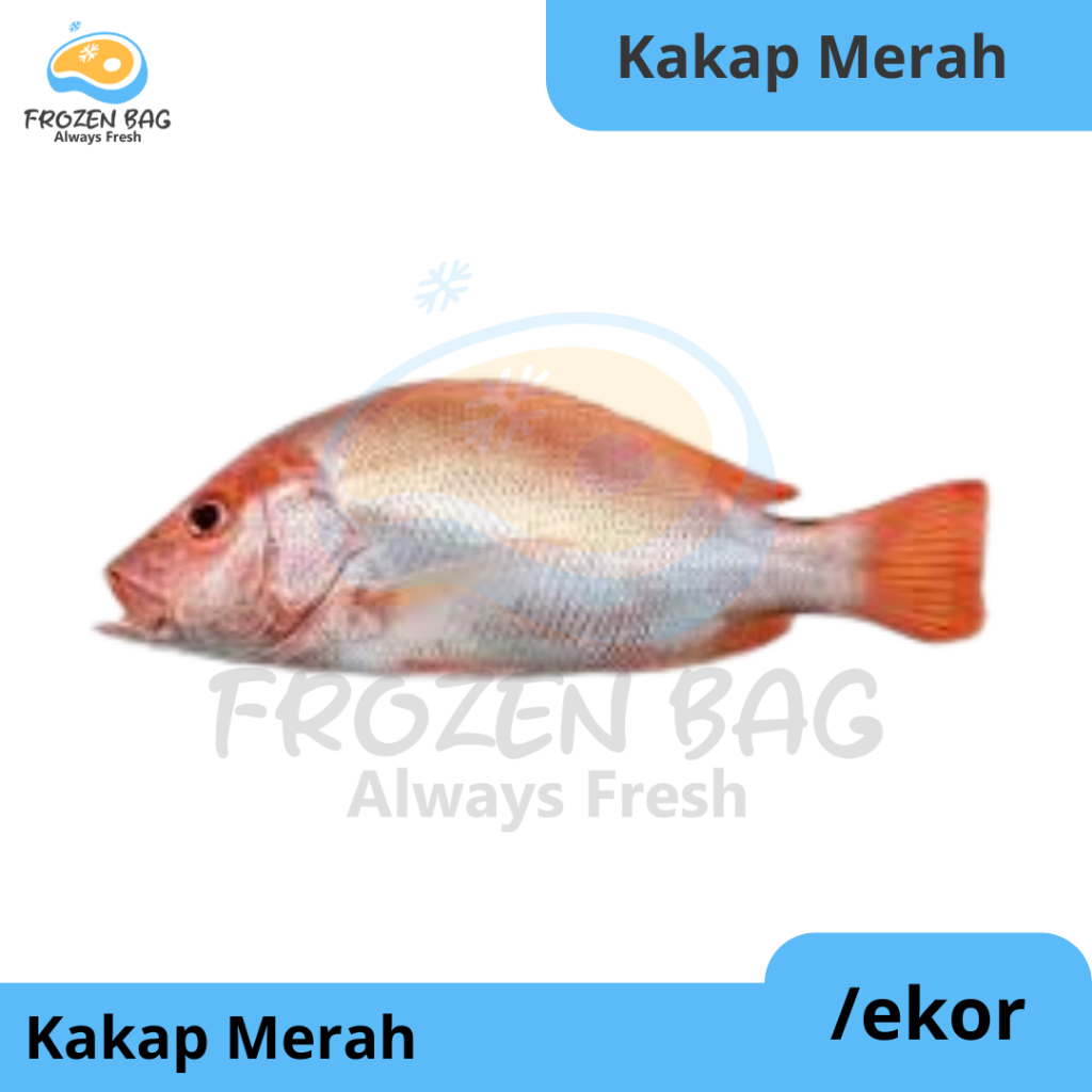 

Frozen Bag - Ikan Kakap Merah 500-700gr Per Ekor