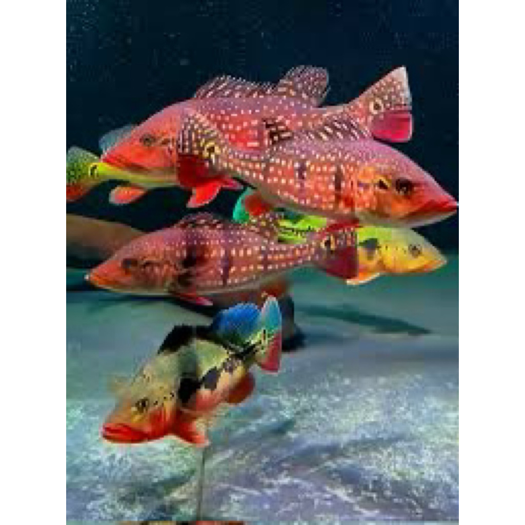 pbass pinima size 9-10cm full pelet good marking gread A++