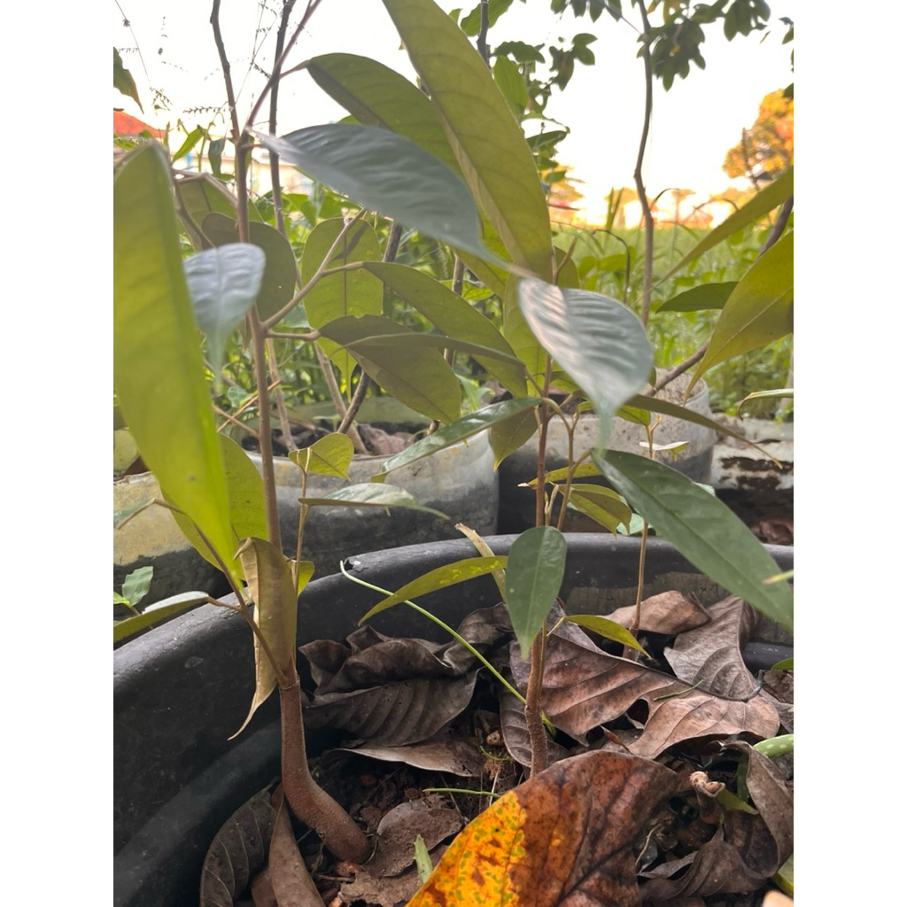 

Bibit Durian Montong Asli (Dari Biji)