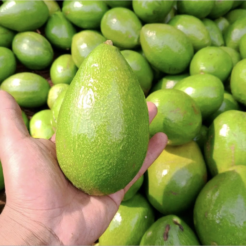 

ALPUKAT MENTEGA 1KG ISI 3-4 FRESH BERKUALITAS