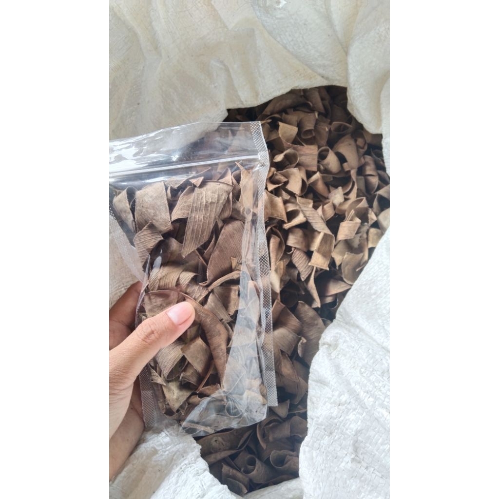 

Daun karet kebo kering vouch herbal kering untuk mengobati penyakit pencernaan dll.