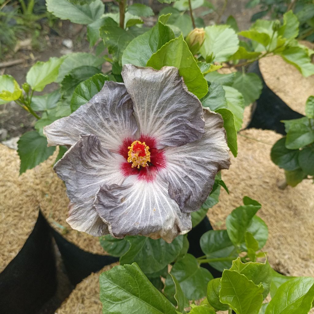 Hibiscus Import
