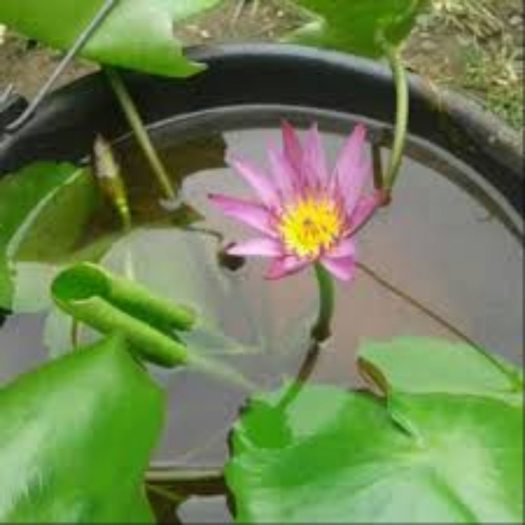 Bunga Teratai Lotus Teratai Air Bibit Teratai Segar siap tanam