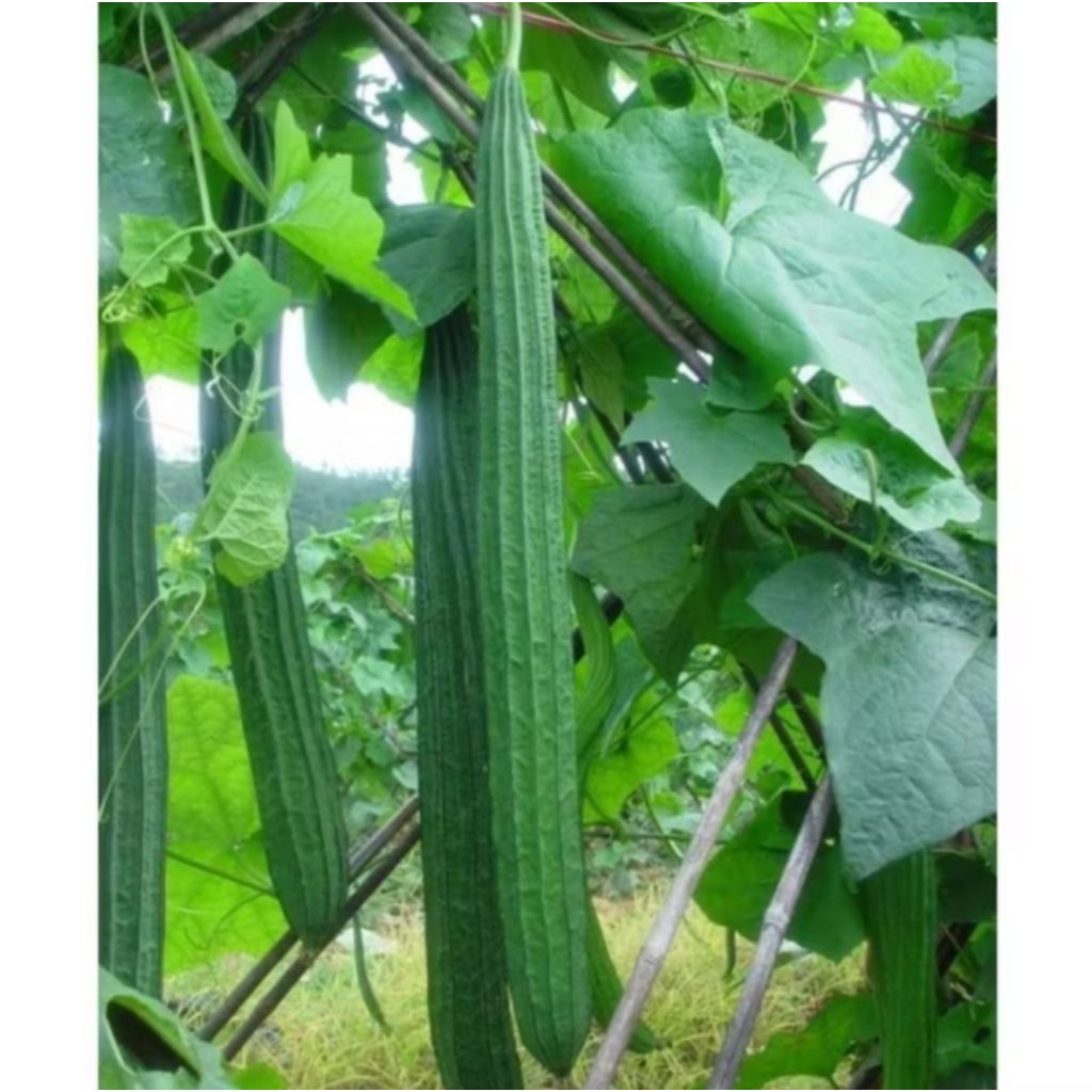 20++ Biji_Benih Oyong Unggul F1_Bibit Gambas Hijau Benih Sayuran Bibit Sayuran