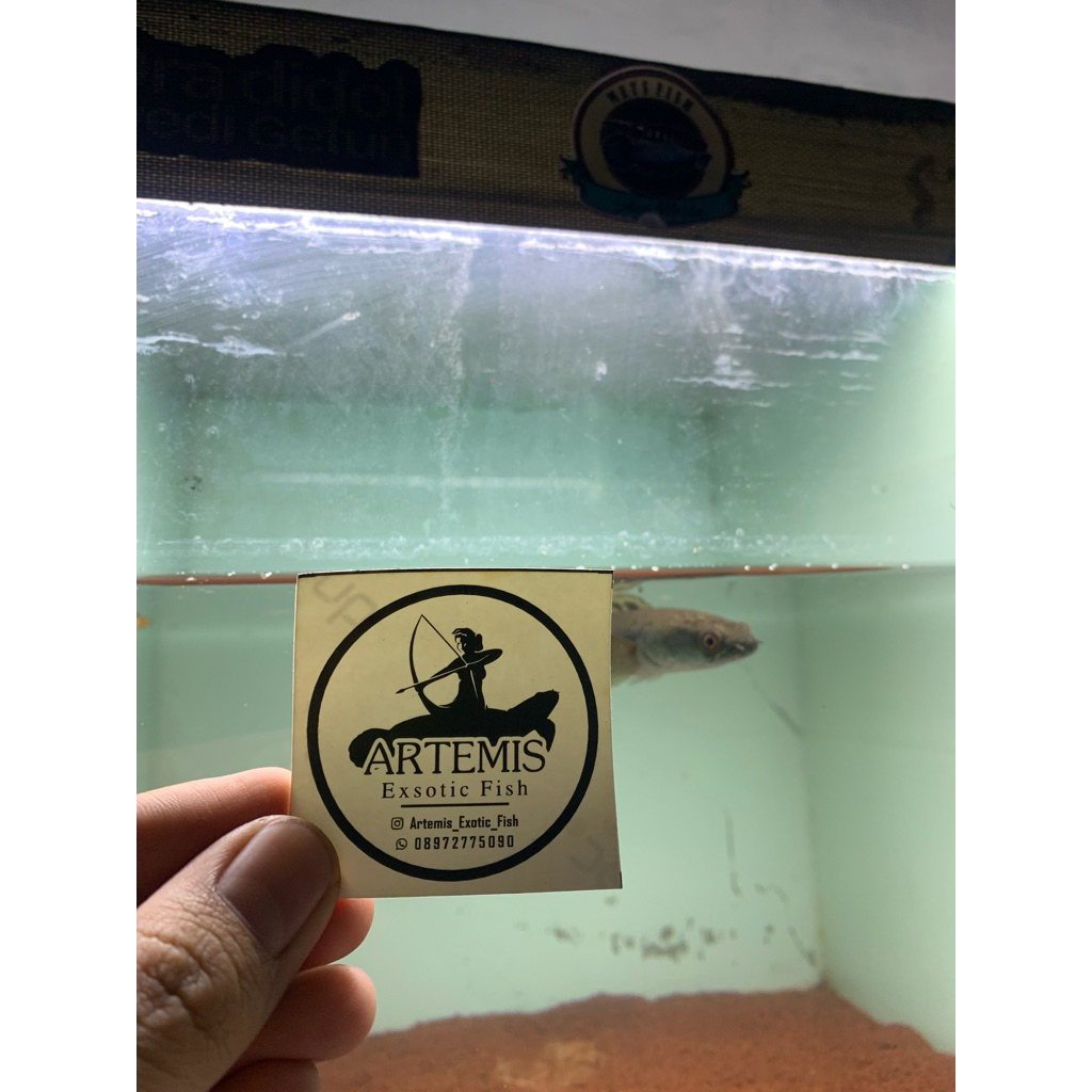 Stiker Maru Red Barito 9-10cm