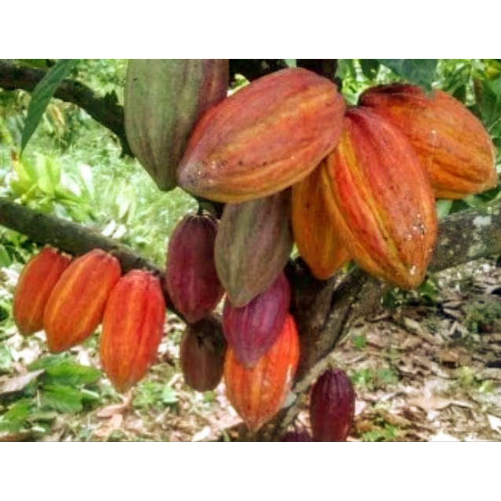 bibit biji kakao unggul hibrida  jenis MCC02 isi 20 biji