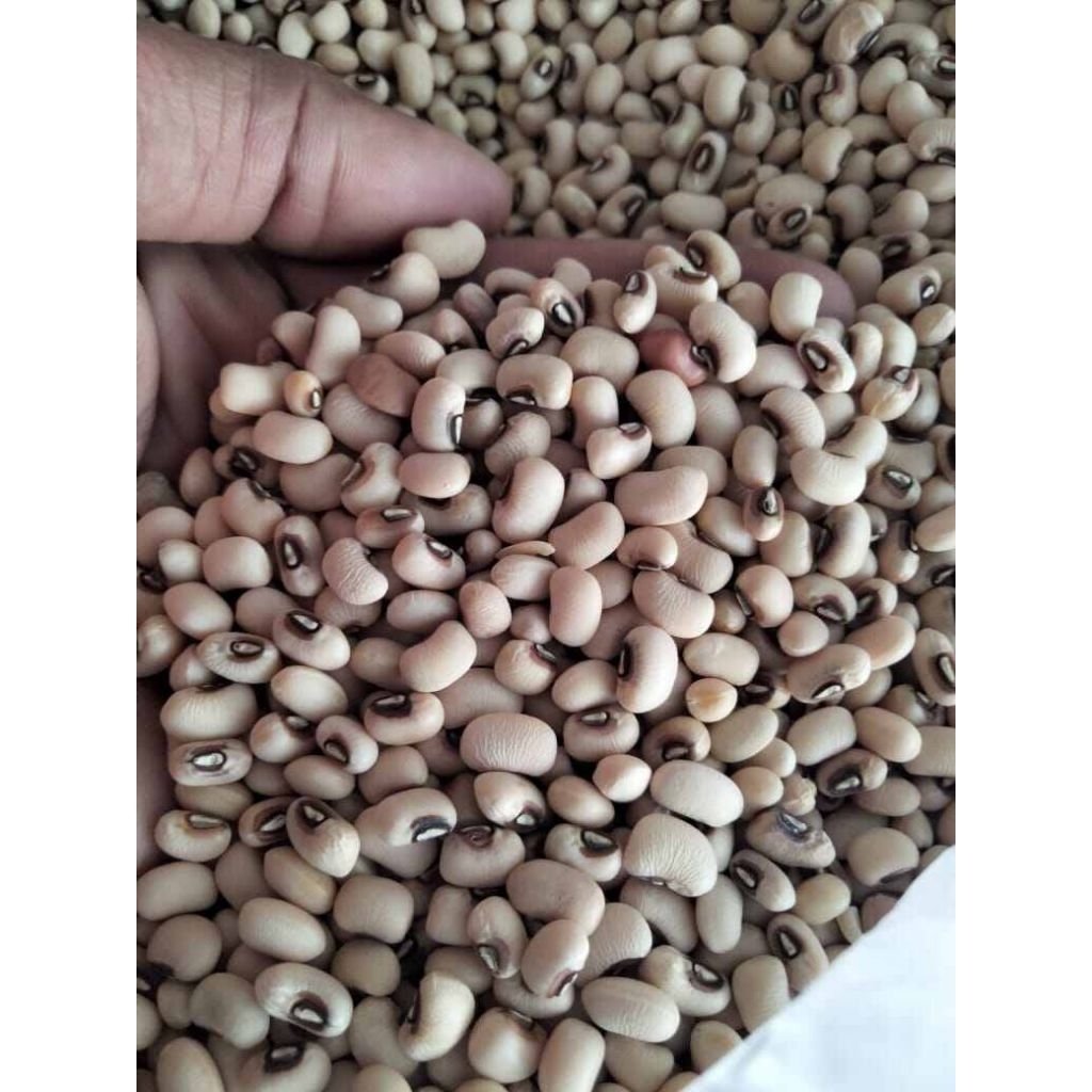 

Kacang tolo / Kacang otok/ Kacang tunggak mentah kemasan vakum 100gr - 200gr