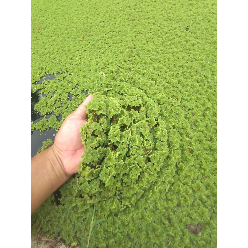 

AZOLLA 1 KG