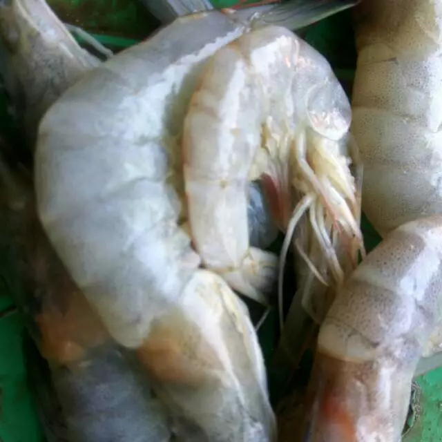 

Udang 500 grm/ hasil laut segar/ pasar murah Bandung