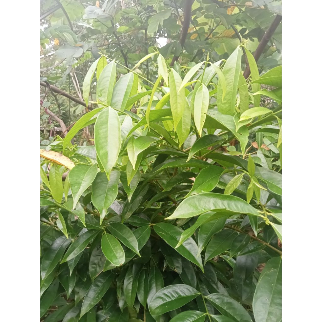 

herbal daun mahkota dewa segar
