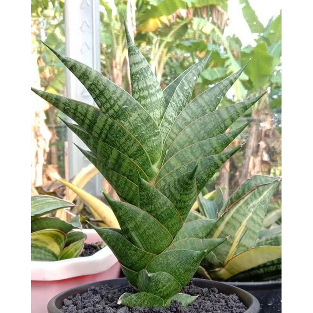 sansevieria hybrid sindoro