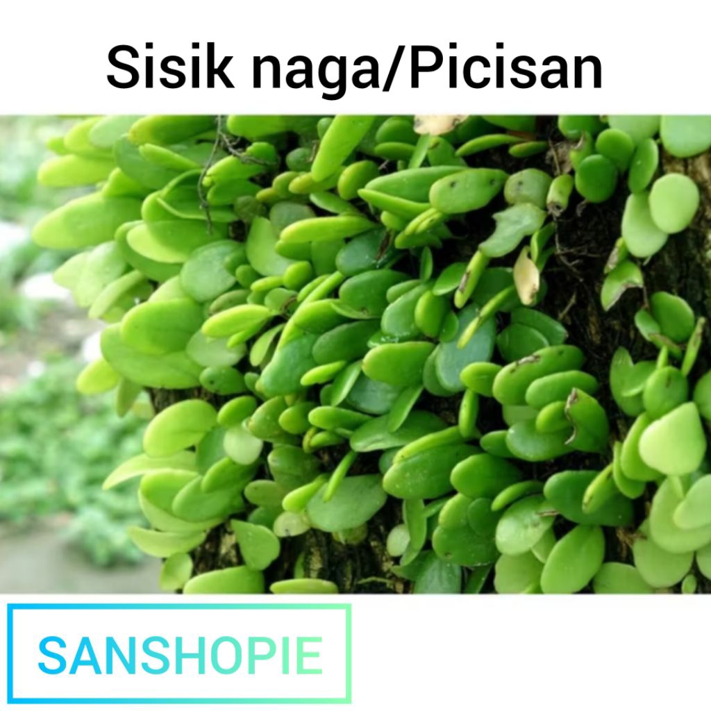 

Daun sisik naga atau picisan segar petik langsung