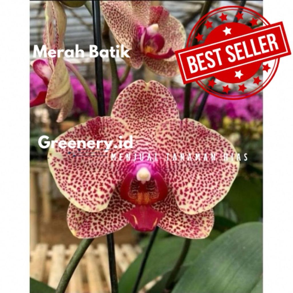Anggrek Bulan Siap Berbunga Dewasa/Spike - Anggrek Bulan Merah Batik