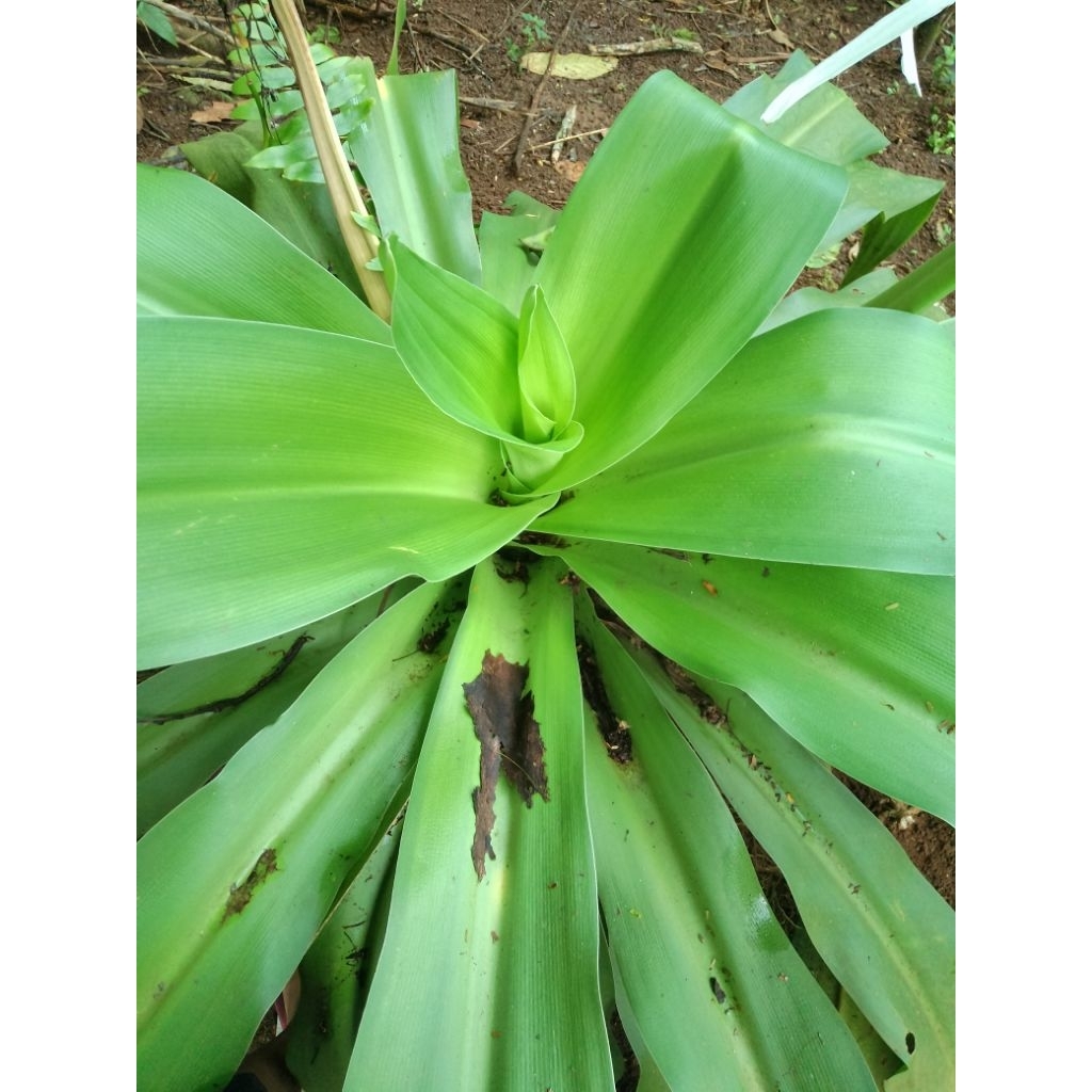 

150 GR Daun Bakung Segar | Herbal Alami Obat Meredakan Nyeri Sendi & Bengkak | Daun Bakung Kualitas Terbaik