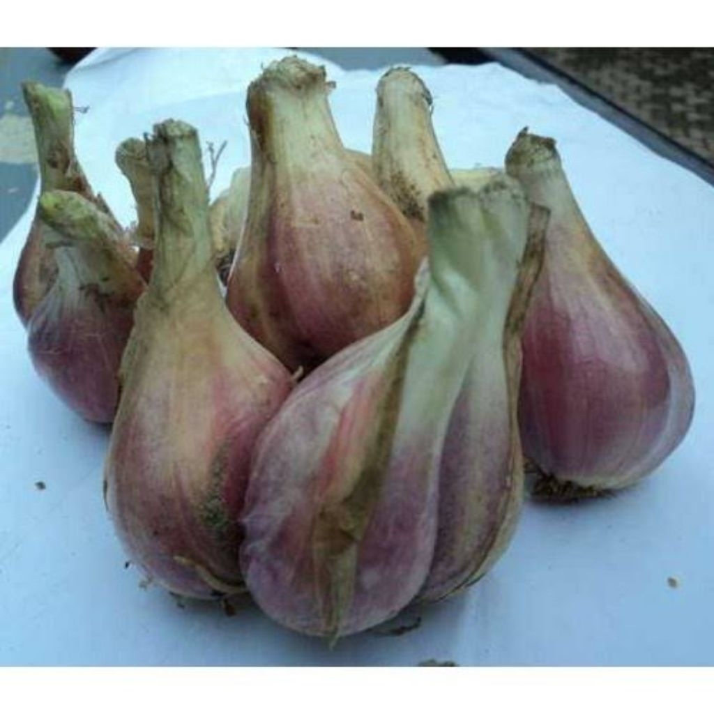 

BAWANG SUMENEP FRESH BESAR
