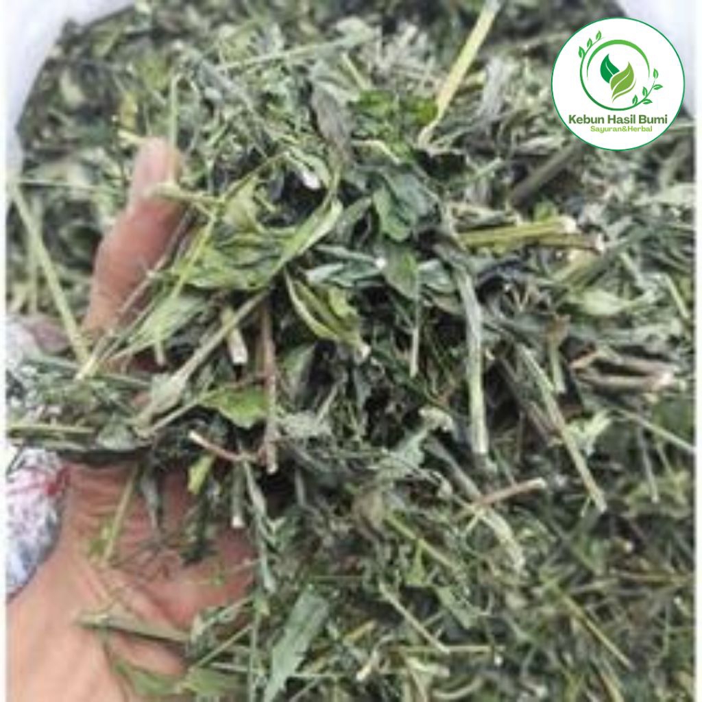 

Daun Sambiloto Kering