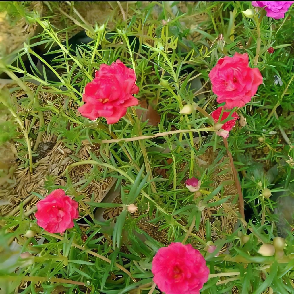 (bisa cod) Tanaman hias sutra bombay bunga merah - pohon hias Sutra bombay siap tanam