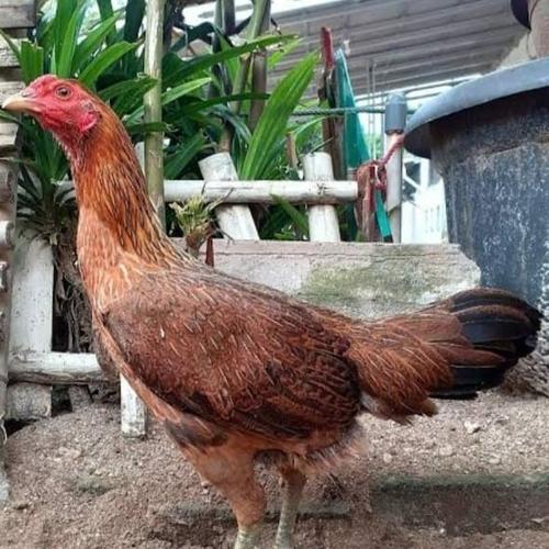 Ayam Kampung Hidup Betina Indukan