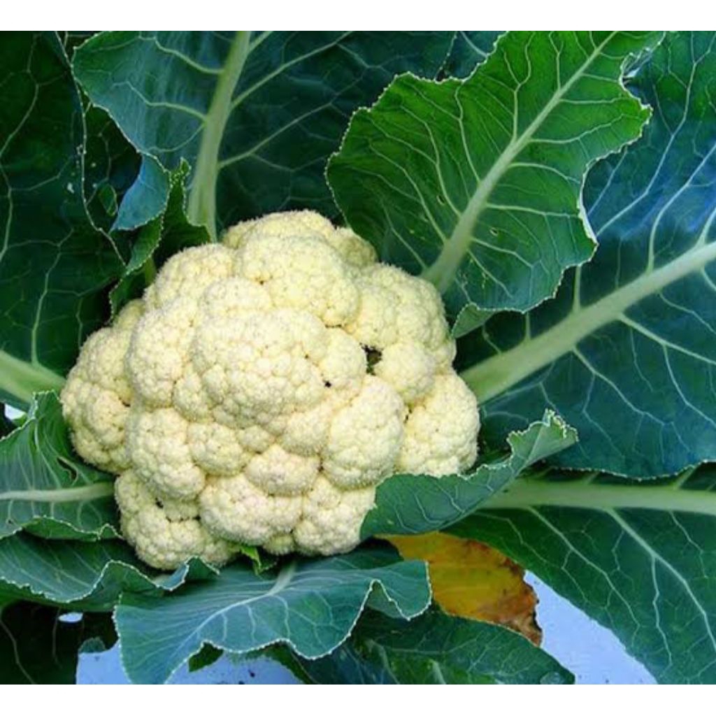 

5 Benih Bunga Kol F1 Hibrida Bibit Benih Biji Bunga Kol Hibrida Aneka Macam Benih Sayur Sayuran Seribuan Hidroponik Hydroponic Samarinda Balikpapan Bontang Kutai Tenggarong