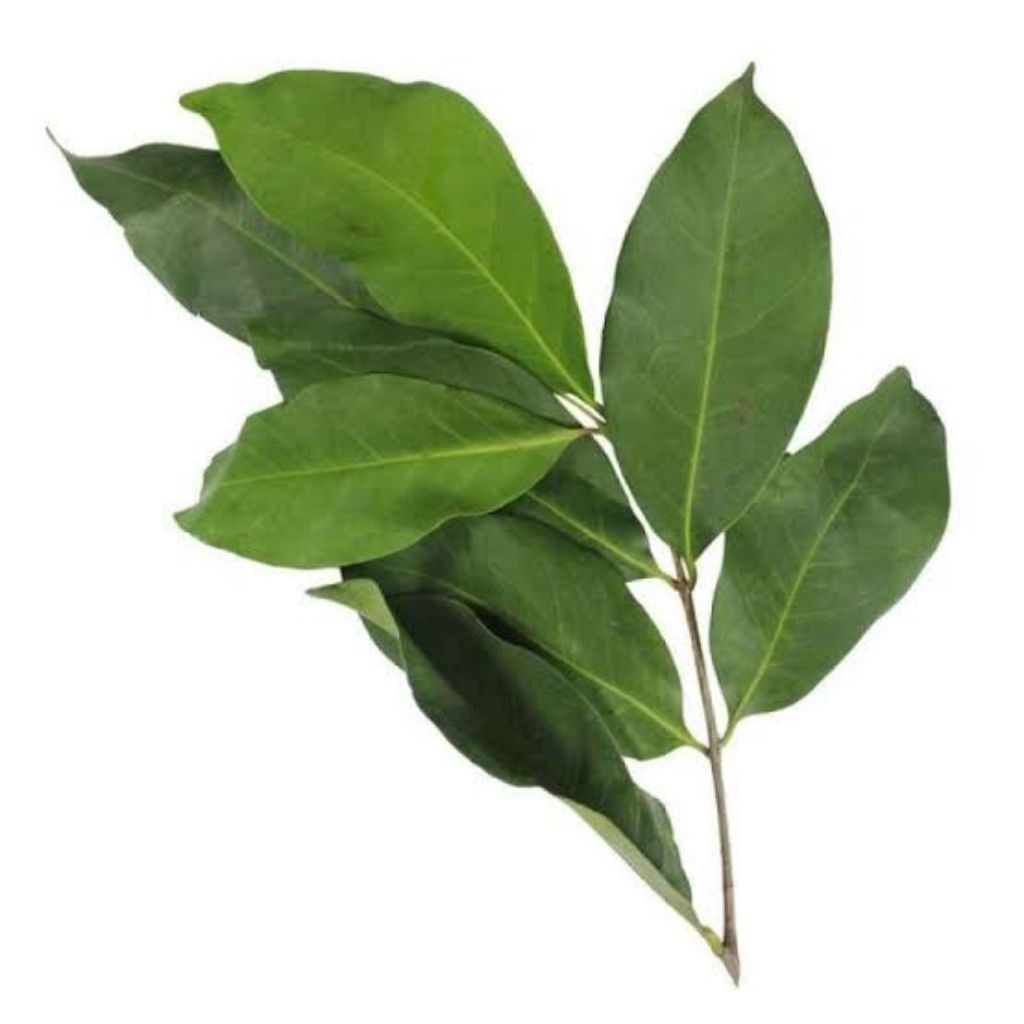 

Daun Salam 3 Tangkai