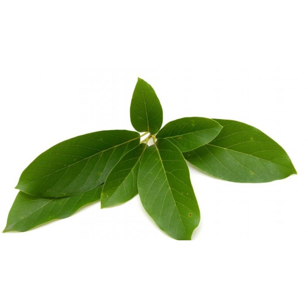 

New promo Daun alpukat 250g segar fresh