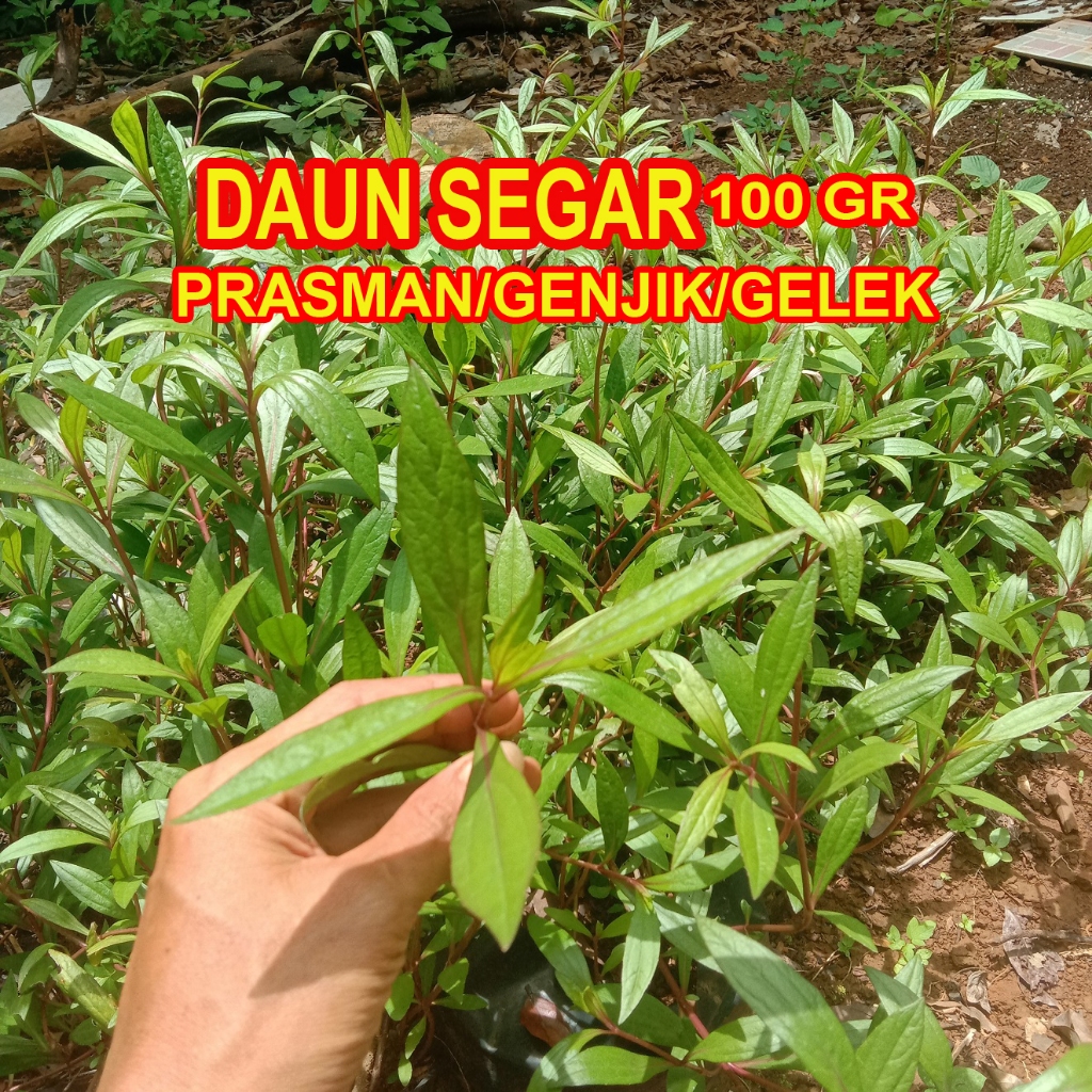 

Daun prasman genjik gelek segar penyedap masakan dll
