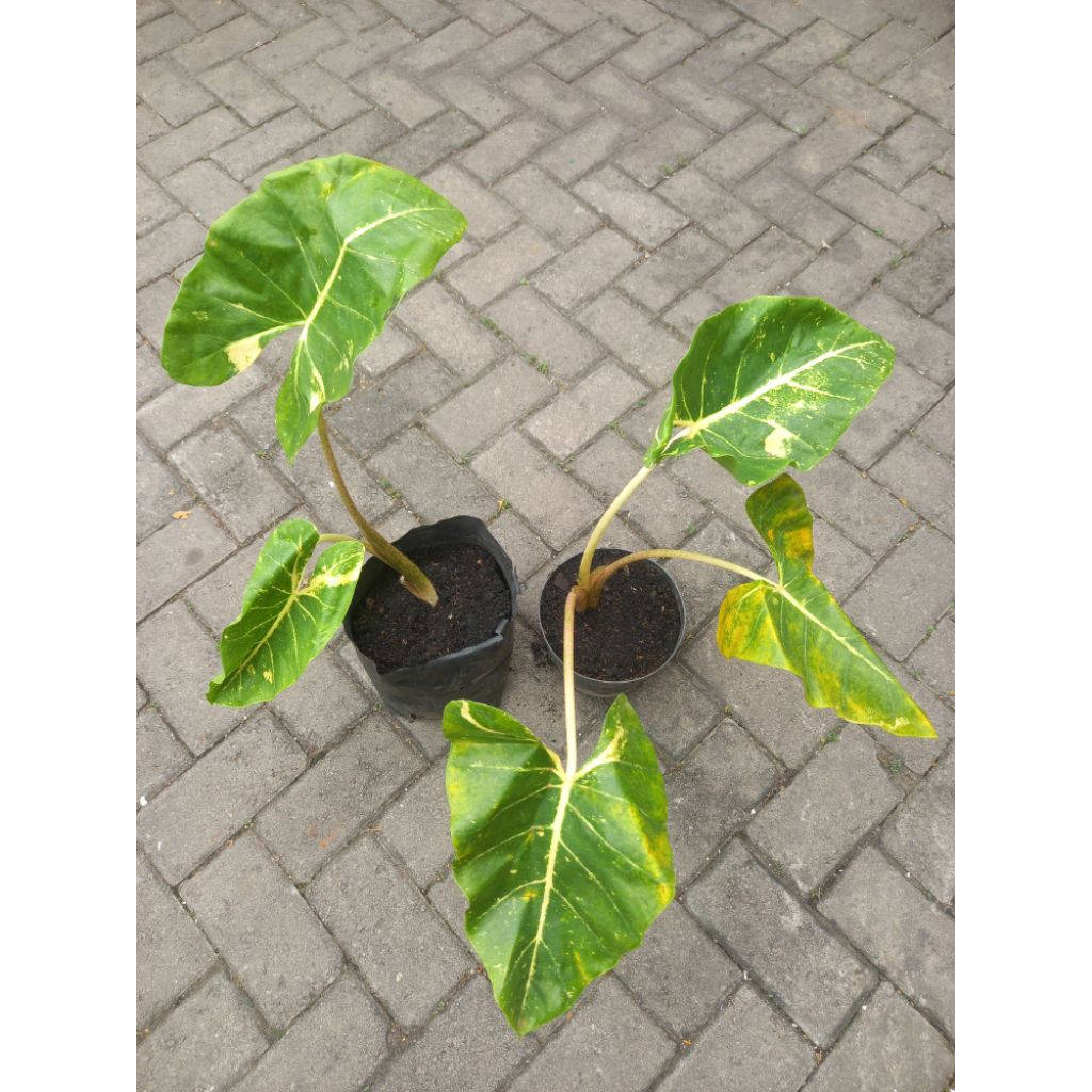 Alocasia New Guinea Gold (Sente Golden)