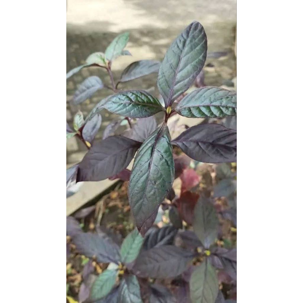 

daun ungu wasir/ daun handeuleum per 500grm