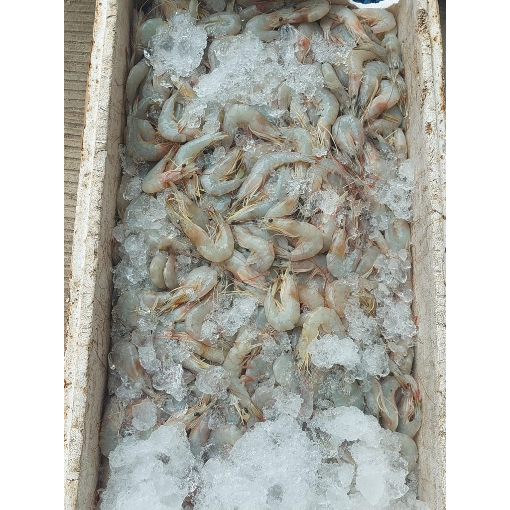 

udang jerbung fresh