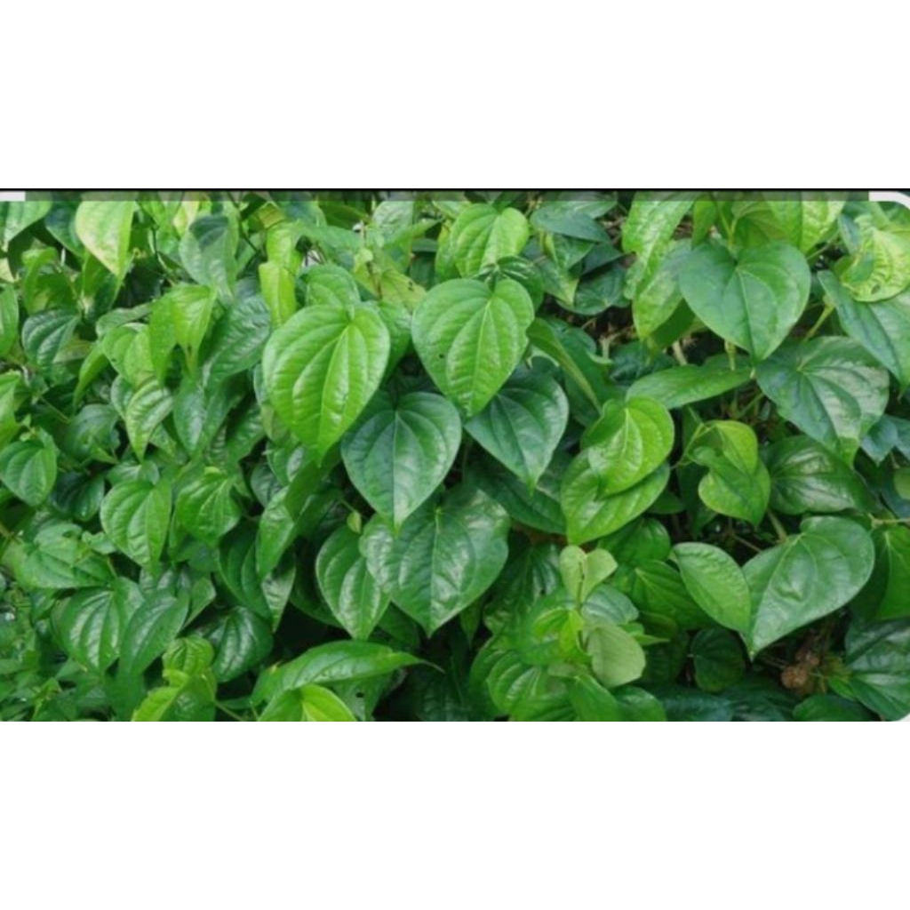 

Terlaris! Daun Sirih Segar Langsung Dipetik Dari Pohon Saat Ada C.O(harga per 40lembar)