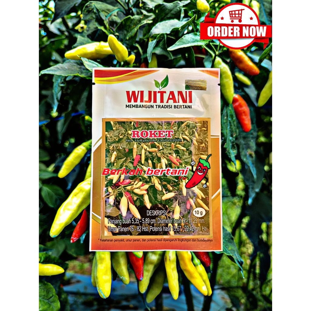 BENIH cabai Roket berkuwalitas toleran