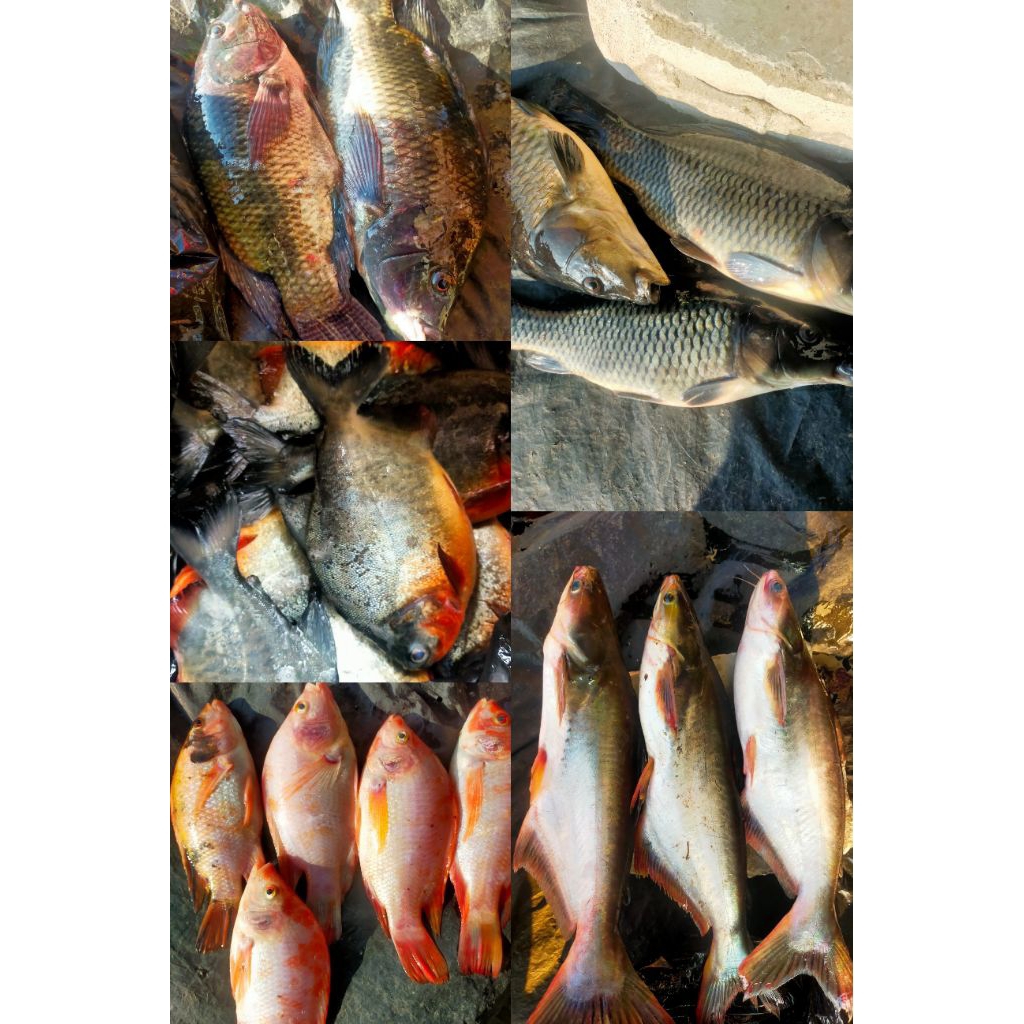 

Ikan Nila Ikan Mujair Ikan Patin Ikan Bawal Ikan Mas 1KG
