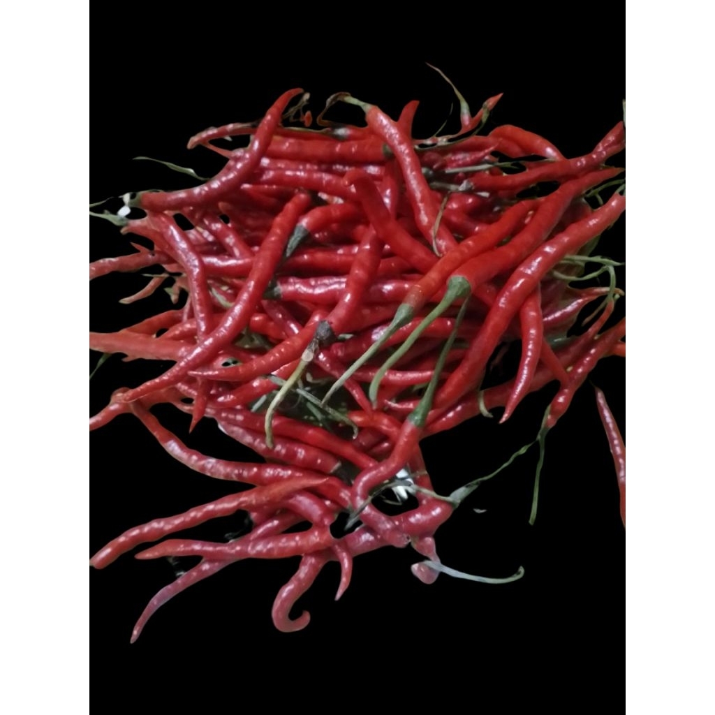 

cabe merah keriting 100 gram