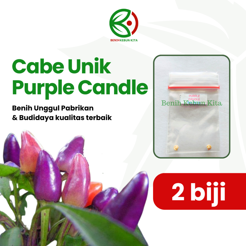Biji Benih Bibit Tanaman Cabe Hias Konsumsi Ungu Purple Candle Unggul Berkualitas