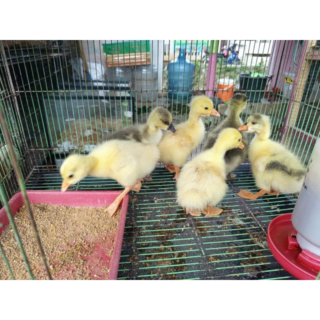 Anakan soang / Angsa