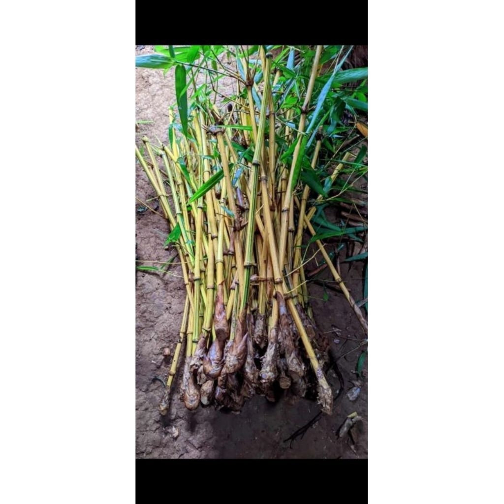 PERPOHON Bibit Bongol Bambu Kuning Hidup | Tanaman Hias Unik Berwarna & Langka