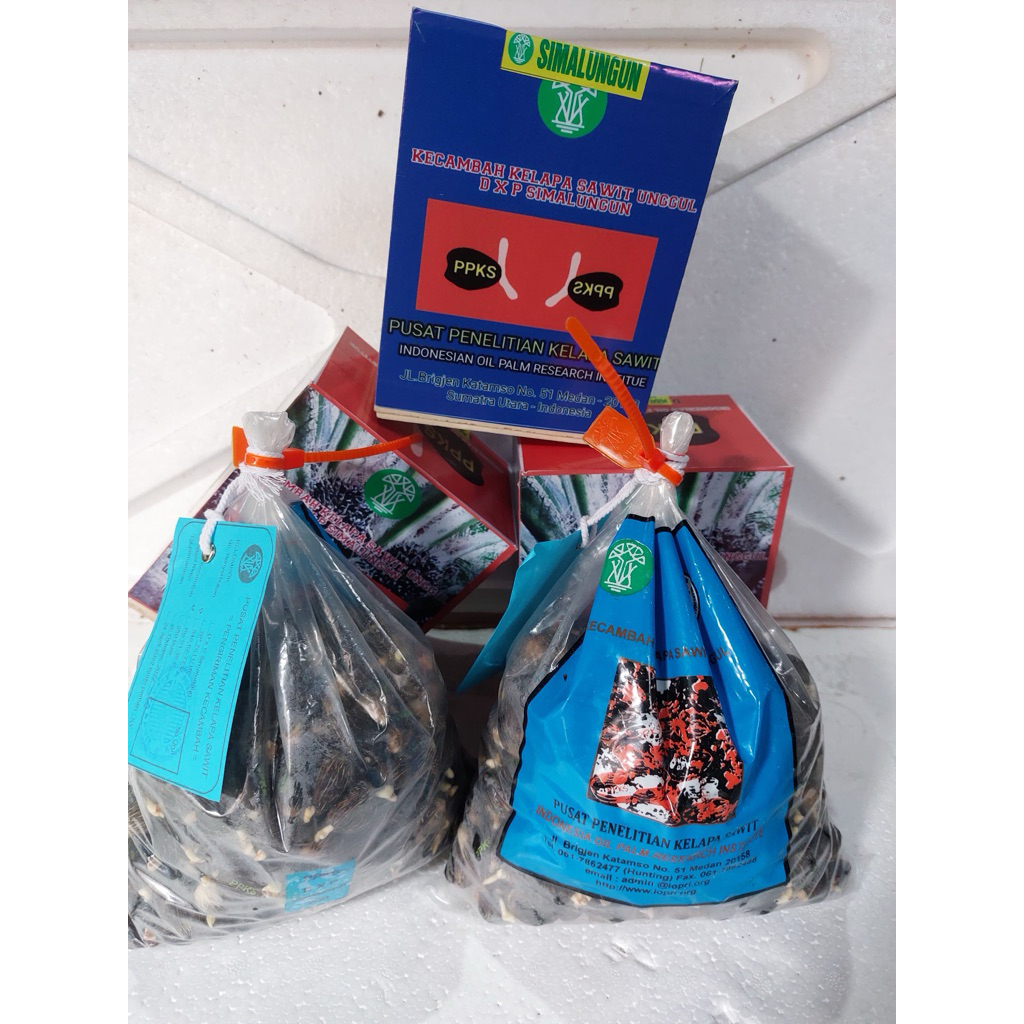 BIBIT BENIH KELAPA SAWIT (DXP SIMALUNGUN UNGGUL) BERSERTIFIKAT