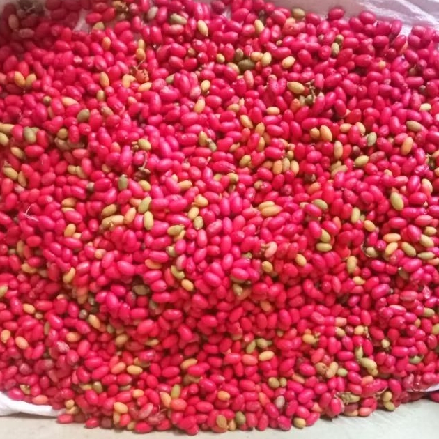 

Buah melinjo segar 1kg
