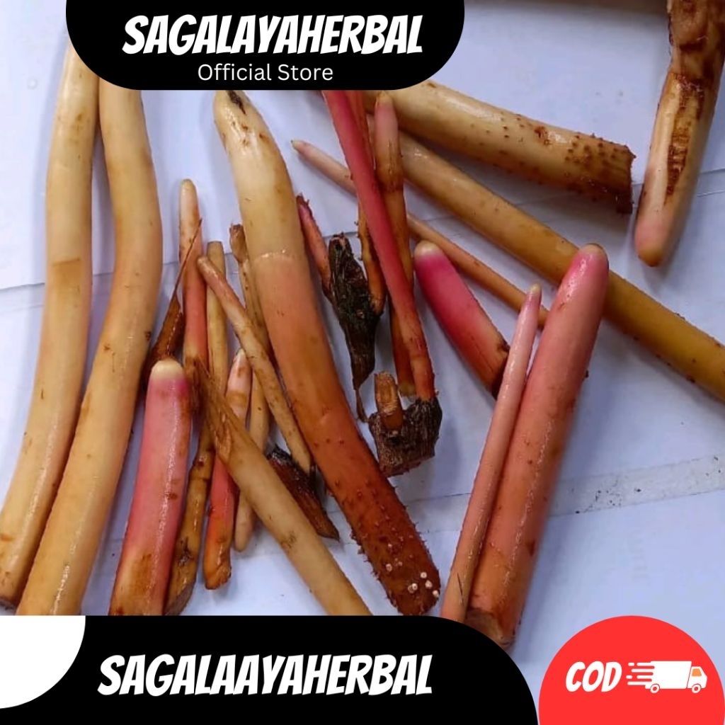 

AKAR PINANG SEGAR HERBAL STAMINA,100GRAM