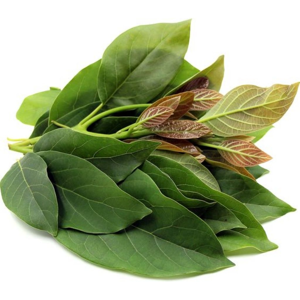 

daun alpukat segar fresh (100 lembar)di petik pas ada orderan