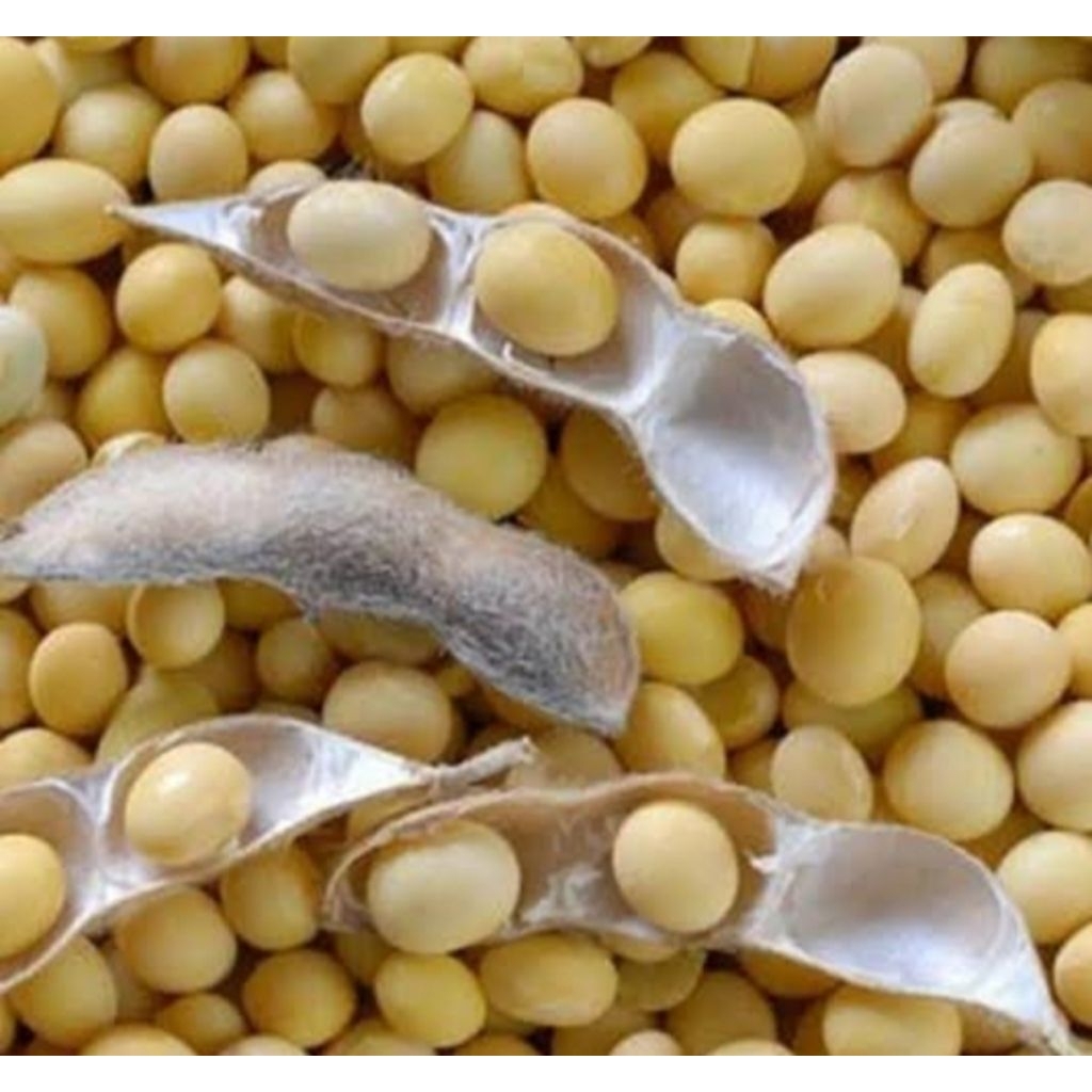 

1kg KEDELAI BAGUS DAN BERKUALITAS