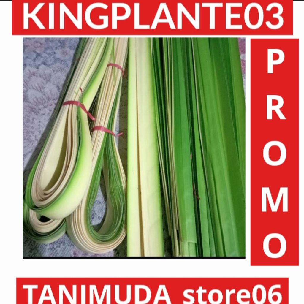 

JANUR KELAPA 30 LEMBUR ATAU 30 LIDI JANUR KUNING DAN JANUR HIJAU BUNGKUS KETUPAT