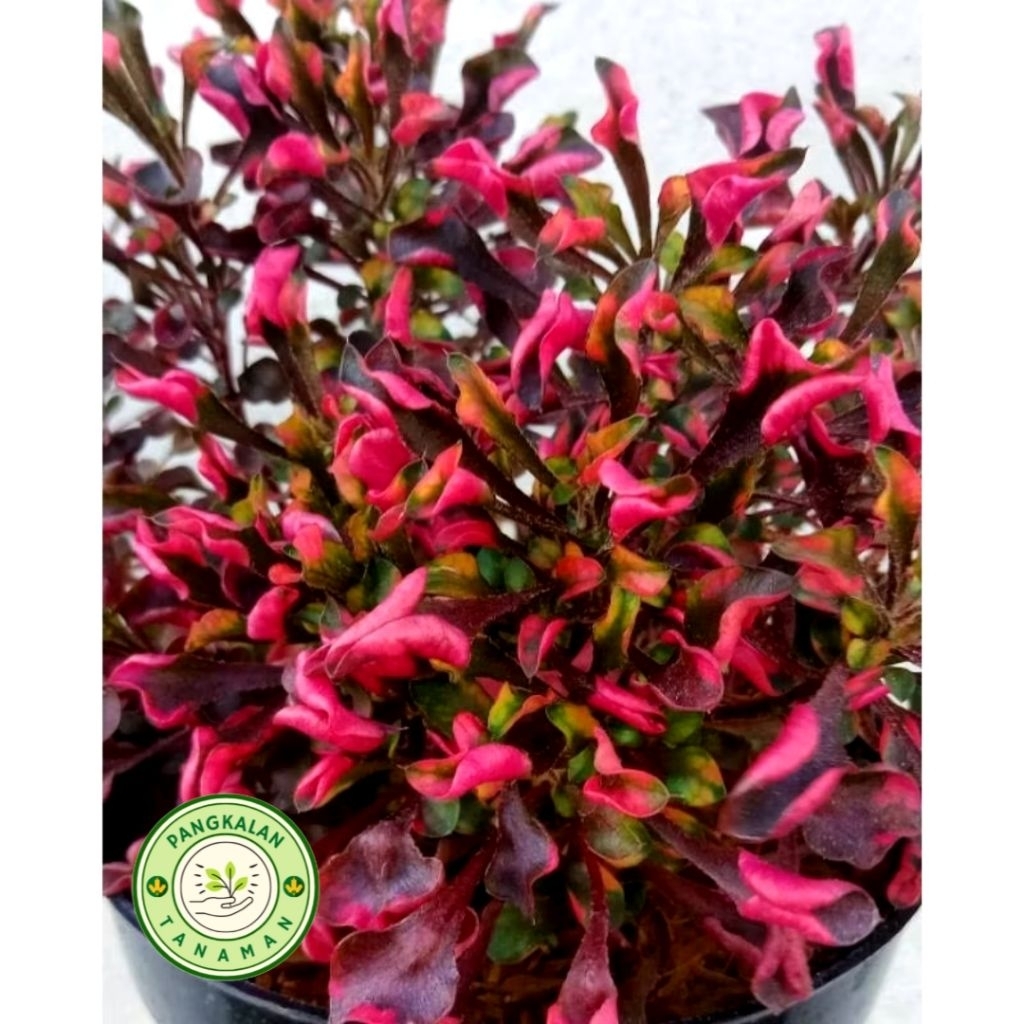 Tanaman Hias Krokot Merah Rimbun