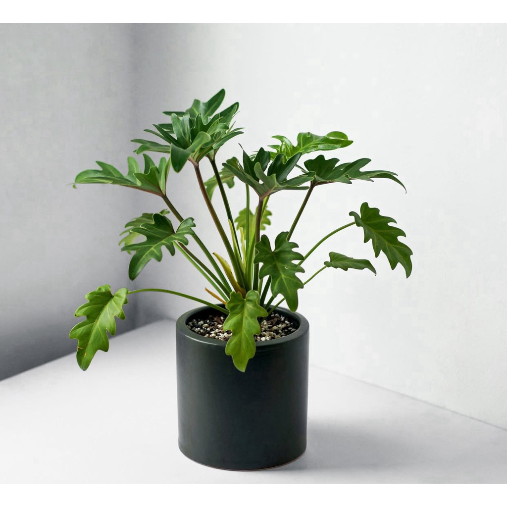 Thaumatophyllum Xanadu