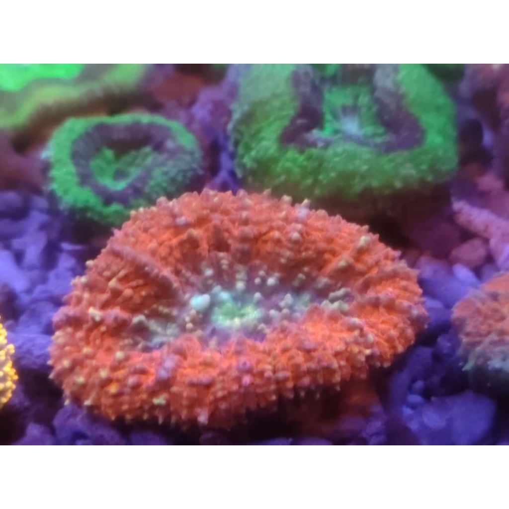 CORAL HIASAN AIR LAUT KARANG LOBO MERAH