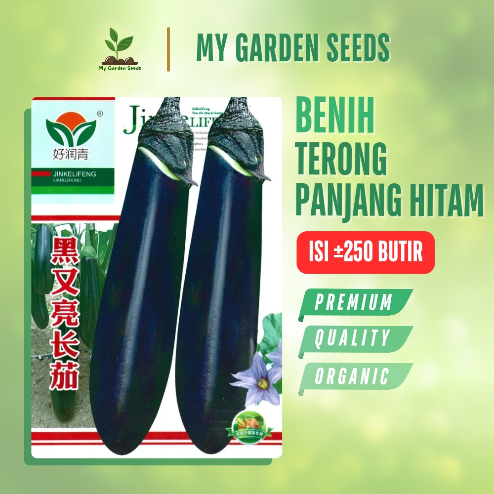 BENIH TERONG PANJANG HITAM KEMASAN IMPORT ± 250 BUTIR