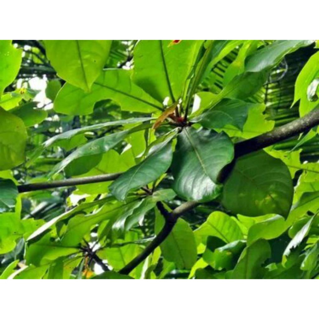 

daun ketapang segar 1kg